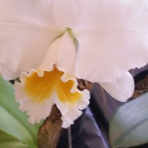 Meet your Posher, Joy